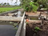 Rumah dijual di Cangkringan Cocok Untuk Masa Pensiun dengan Kolam IKan dan Kebun