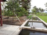 Rumah dijual di Cangkringan Cocok Untuk Masa Pensiun dengan Kolam IKan dan Kebun