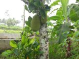 Rumah dijual di Cangkringan Cocok Untuk Masa Pensiun dengan Kolam IKan dan Kebun