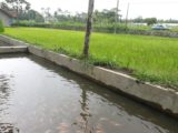 Rumah dijual di Cangkringan Cocok Untuk Masa Pensiun dengan Kolam IKan dan Kebun