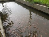 Rumah dijual di Cangkringan Cocok Untuk Masa Pensiun dengan Kolam IKan dan Kebun