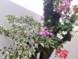 EDISI TURUN HARGA,.. Rumah Dijual di Selatan Kampus UII Jl Kaliurang Sleman Yogyakarta Kwalitas Mewah